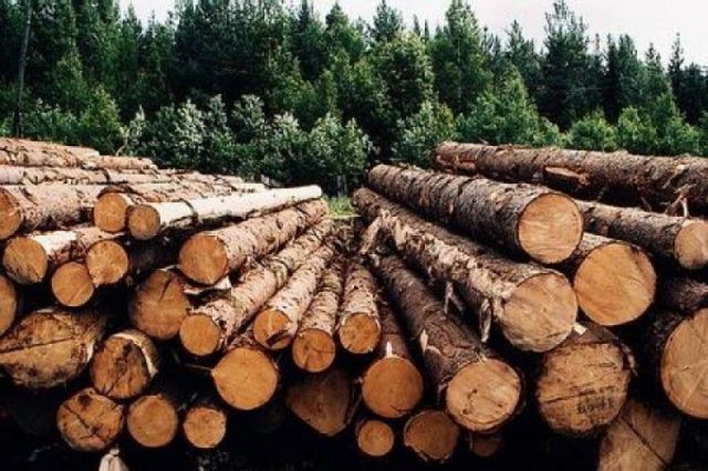 В Тверской области планируют увеличить доходы от лесной отрасли